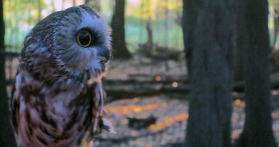 Northern saw whet owl Northern saw whet owl